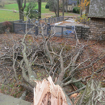 Large fallen tree in a yard after a storm